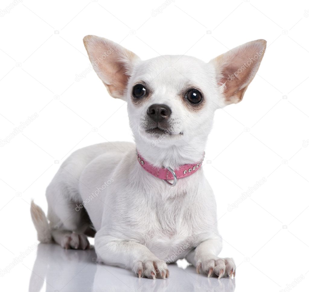 Chihuahua puppy wearing a pink collar (6 months old) — Stock Photo