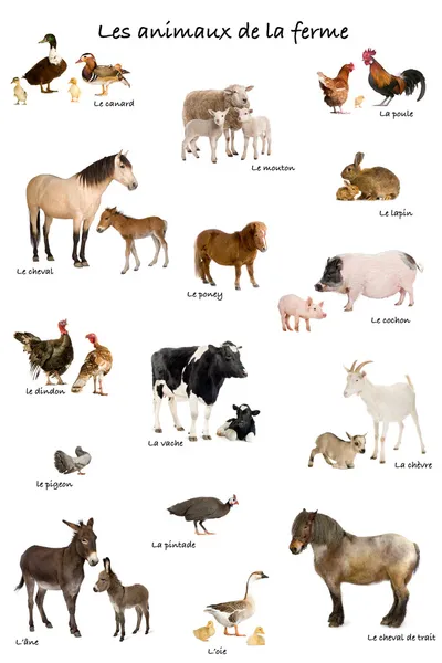 Collage of farm animals in French in front of white background,