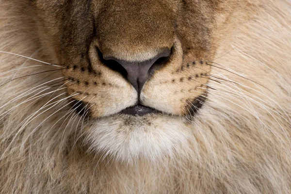 Close-up of lion\'s nose and whiskers, Panthera leo, 9 months old