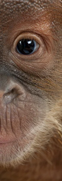 Panoramic close-up of baby Sumatran Orangutan, 4 months old
