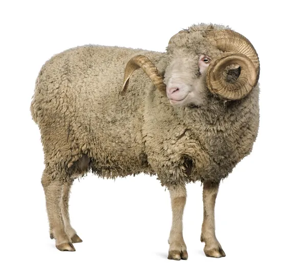 Arles Merino sheep, ram, 5 years old, standing in front of white background