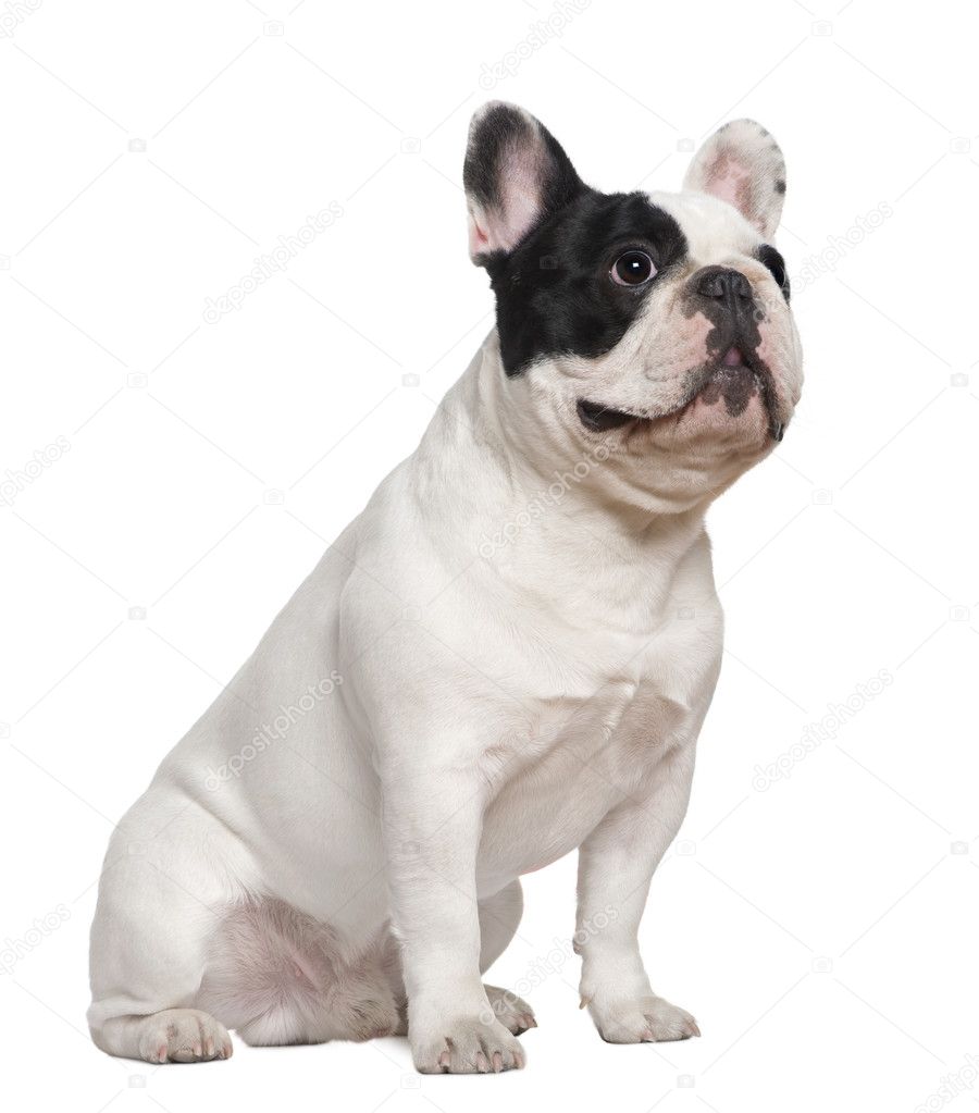 French Bulldog Sitting