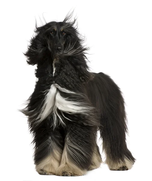 Afghan Hound with his hair in the wind, 4 years old, sitting in front of white background