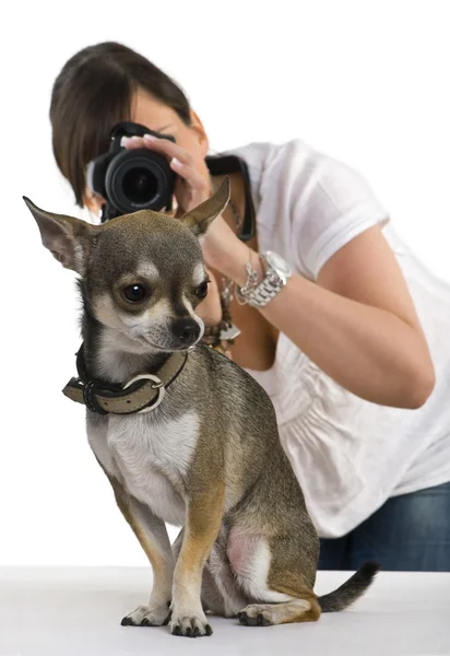 Chihuahua, 3 years old with a photographer behind, in front of white background