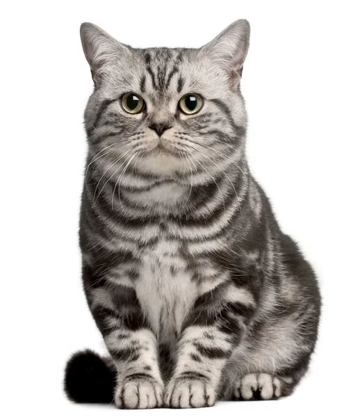 Brazilian Shorthair cat, 1 year old, sitting in front of white background