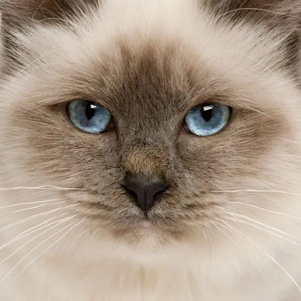 Close-up of Birman cat\'s face, 5 months old