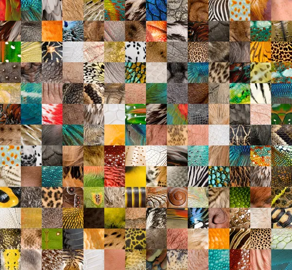 Patchwork of 196 animals and human skin