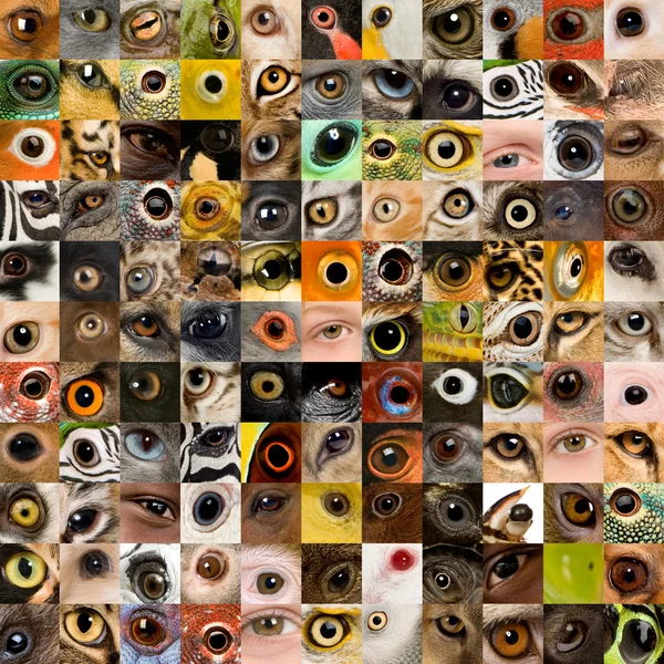 Patchwork of 121 animal and human eyes