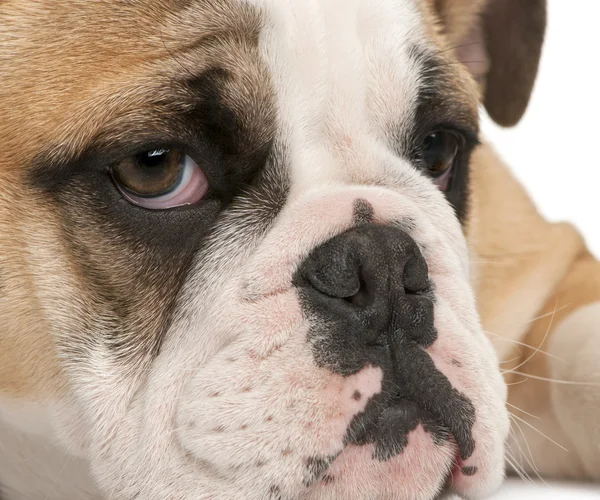 Close-up of English bulldog puppy, 4 months old, in front of white background