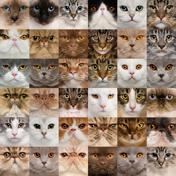 Collage of 36 cat heads