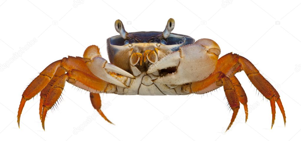 crab white background