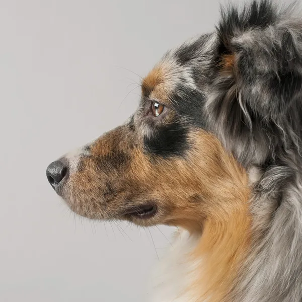 Close-up of Australian Shepherd dog, 10 months old, in front of grey background