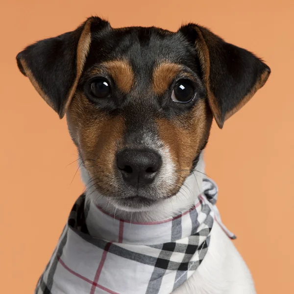Close-up of Jack Russell Terrier puppy wearing handkerchief, 4 months old, in front of orange background