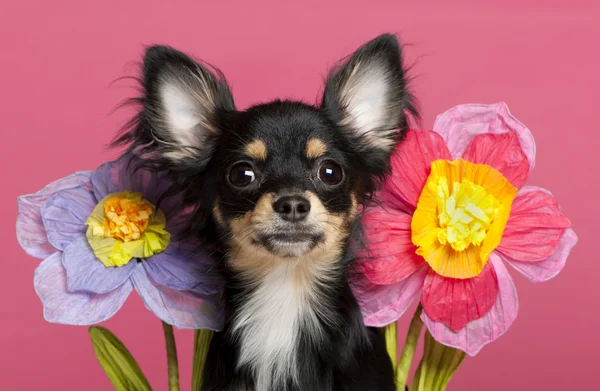 Close-up of Chihuahua puppy with flowers, 6 months old, in front of pink background