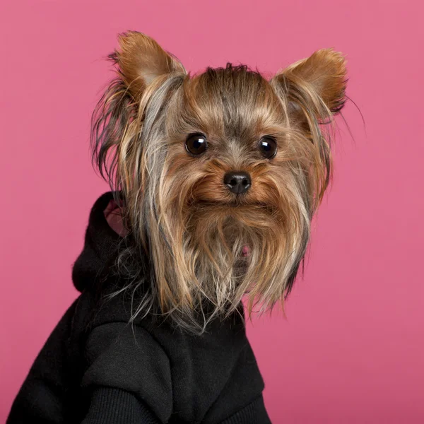 Close-up of Yorkshire Terrier wearing black sweatshirt hoodie, 1 year old, in front of pink background