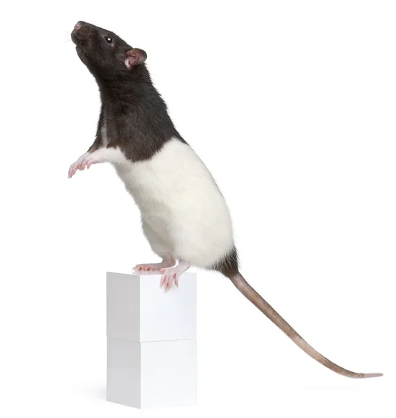 Fancy Rat, 1 year old, standing on box in front of white background 