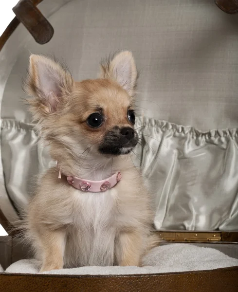 Close-up of Chihuahua puppy, 6 months old, sitting in baby stroller