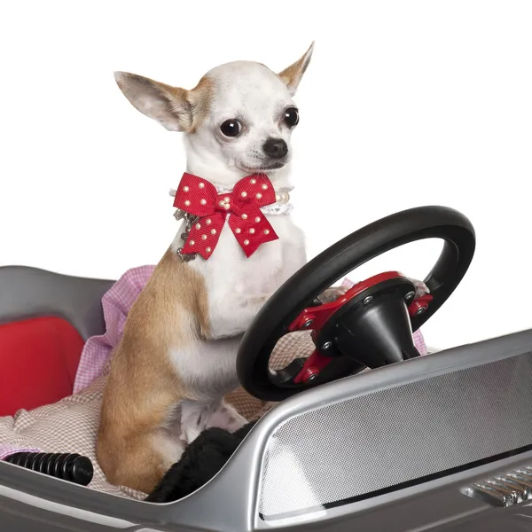 Close-up of Chihuahua puppy, 6 months old, driving convertible in front of white background