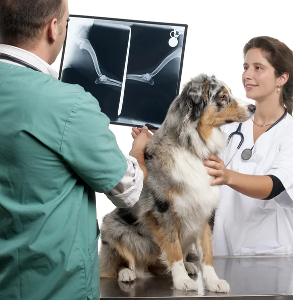 Vets examining a Australian shepherd\'s radiography in front of white background