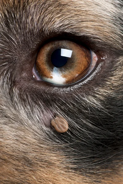Close-up of Tick attached next to an Australian Shepherd\'s eye