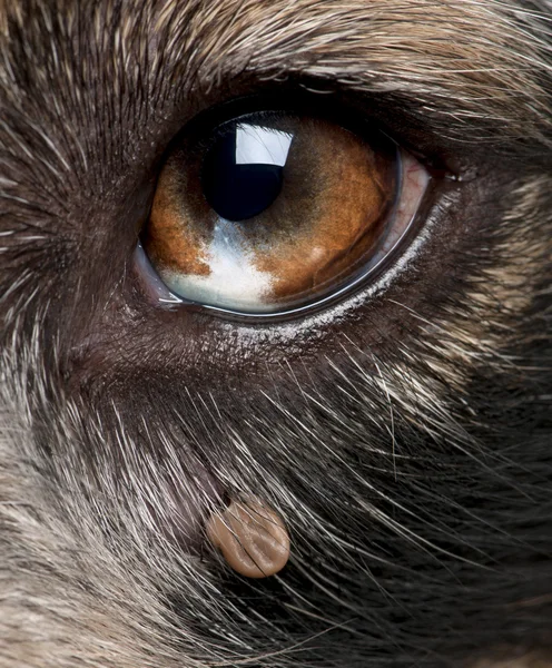 Close-up of Tick attached next to an Australian Shepherd\'s eye