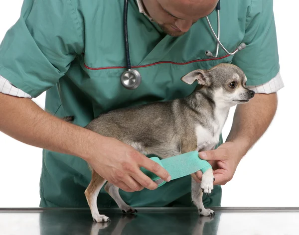 Vet wrapping a bandage around a Chihuahua\'s paw in front of white background