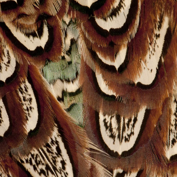 Close up of Male American Common Pheasant, Phasianus colchicus, feathers