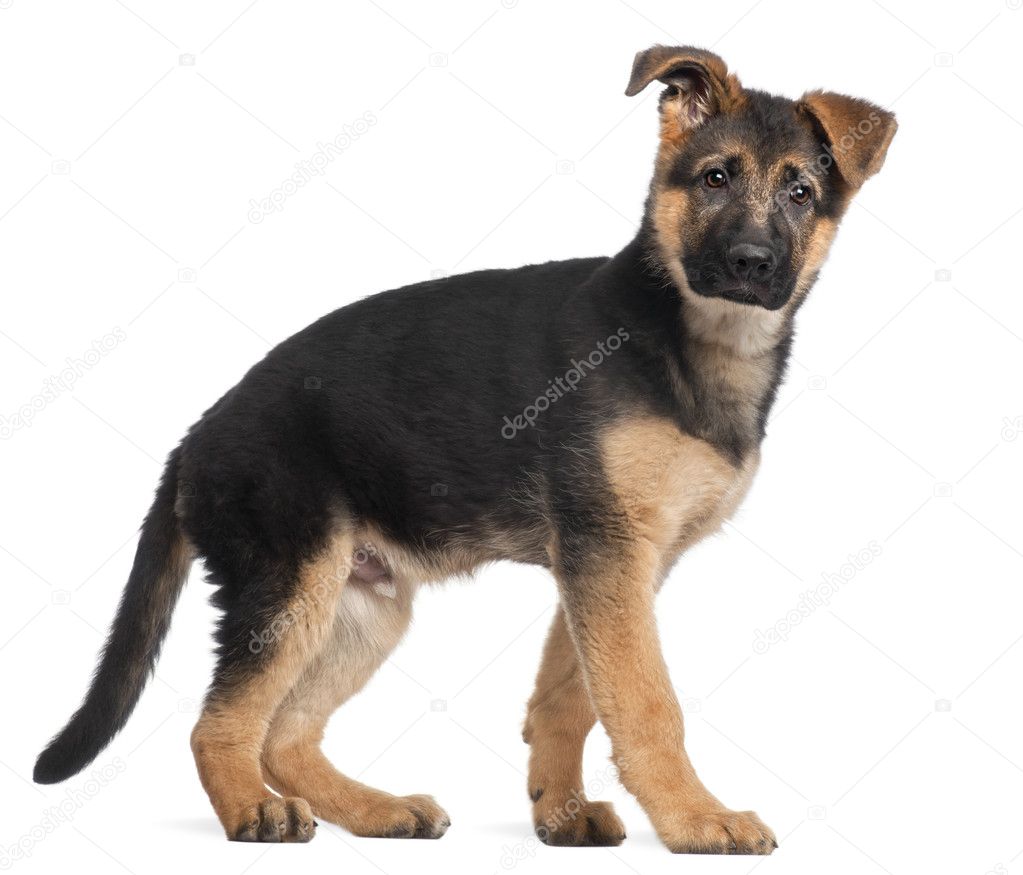 German Shepherd Puppies German Shepherd Puppies