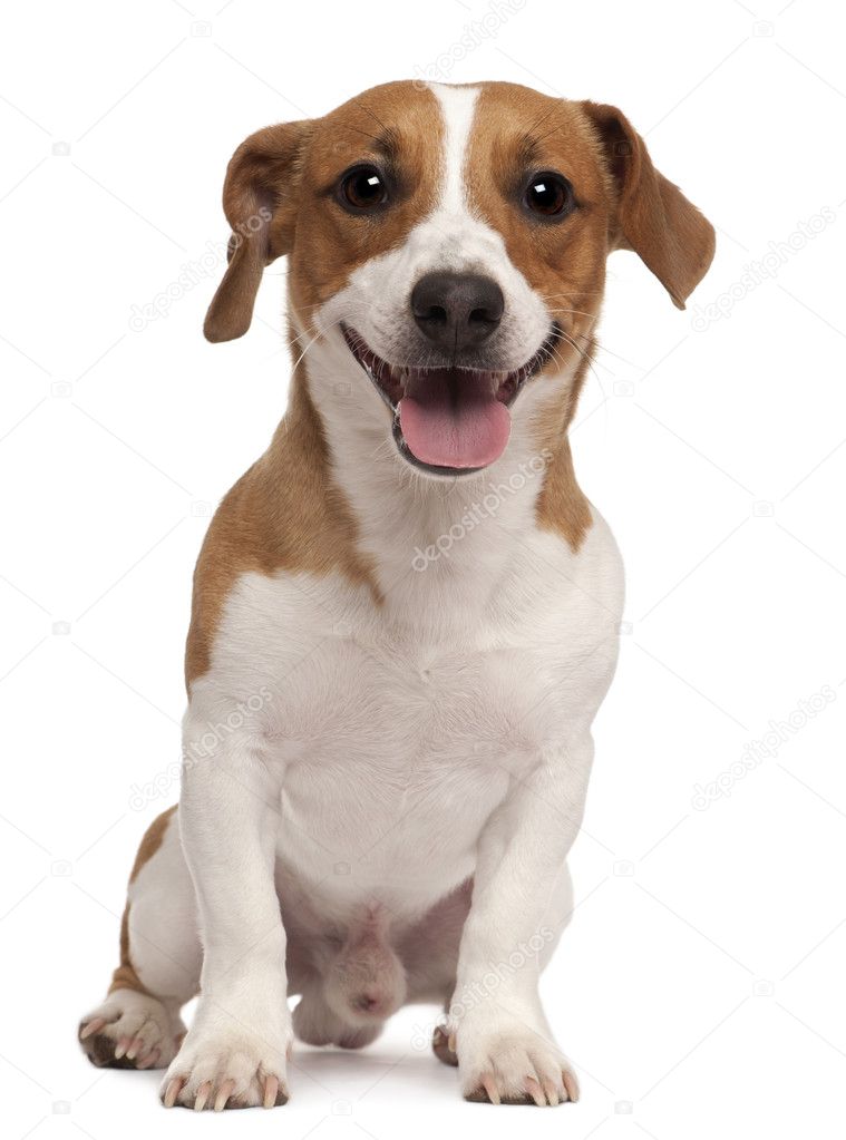<b>Jack Russell Terrier</b>, 1 Jahr alt, sitzt vor weißem Hintergrund— Foto von ... - depositphotos_10902628-stock-photo-jack-russell-terrier-1-year