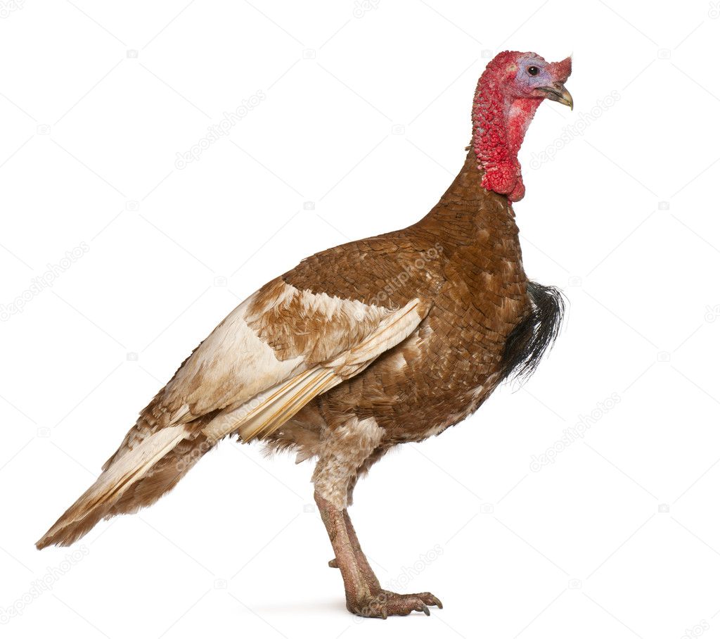 Turkey Standing