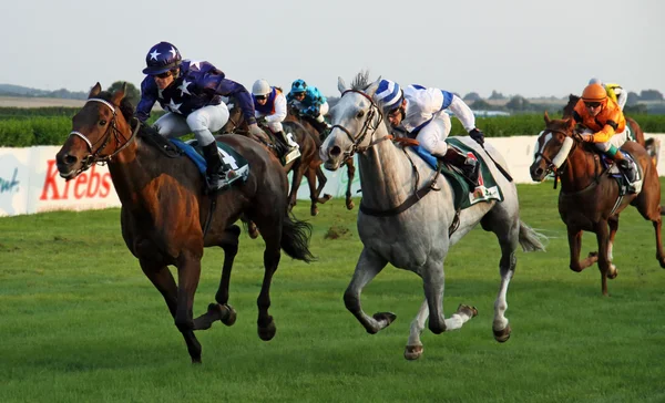 Jockeys with horses during a race