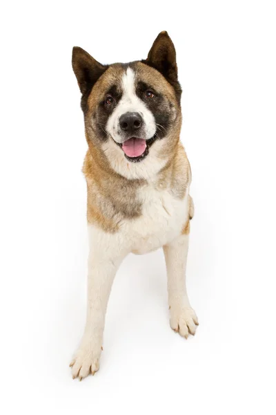 Akita Sitting