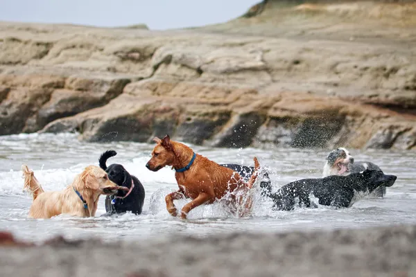 A group of dogs playing in the ocean