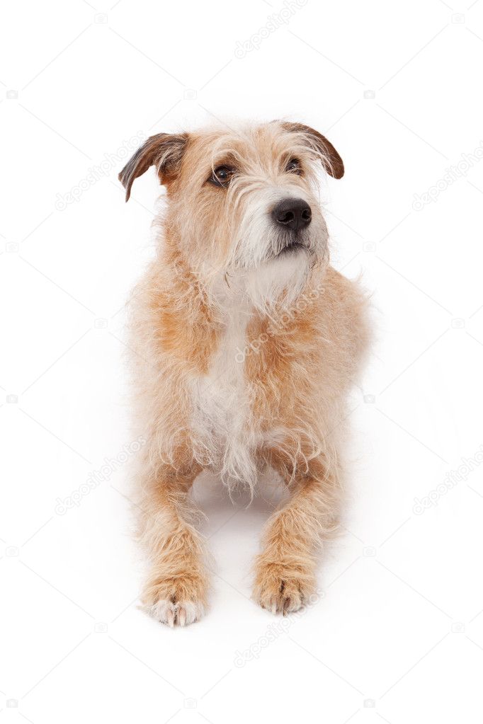 Mixed Breed Large Scruffy Dog Laying Down — Stock Photo ... Mixed Breed Large Scruffy Dog Laying Down — Stock Photo ...