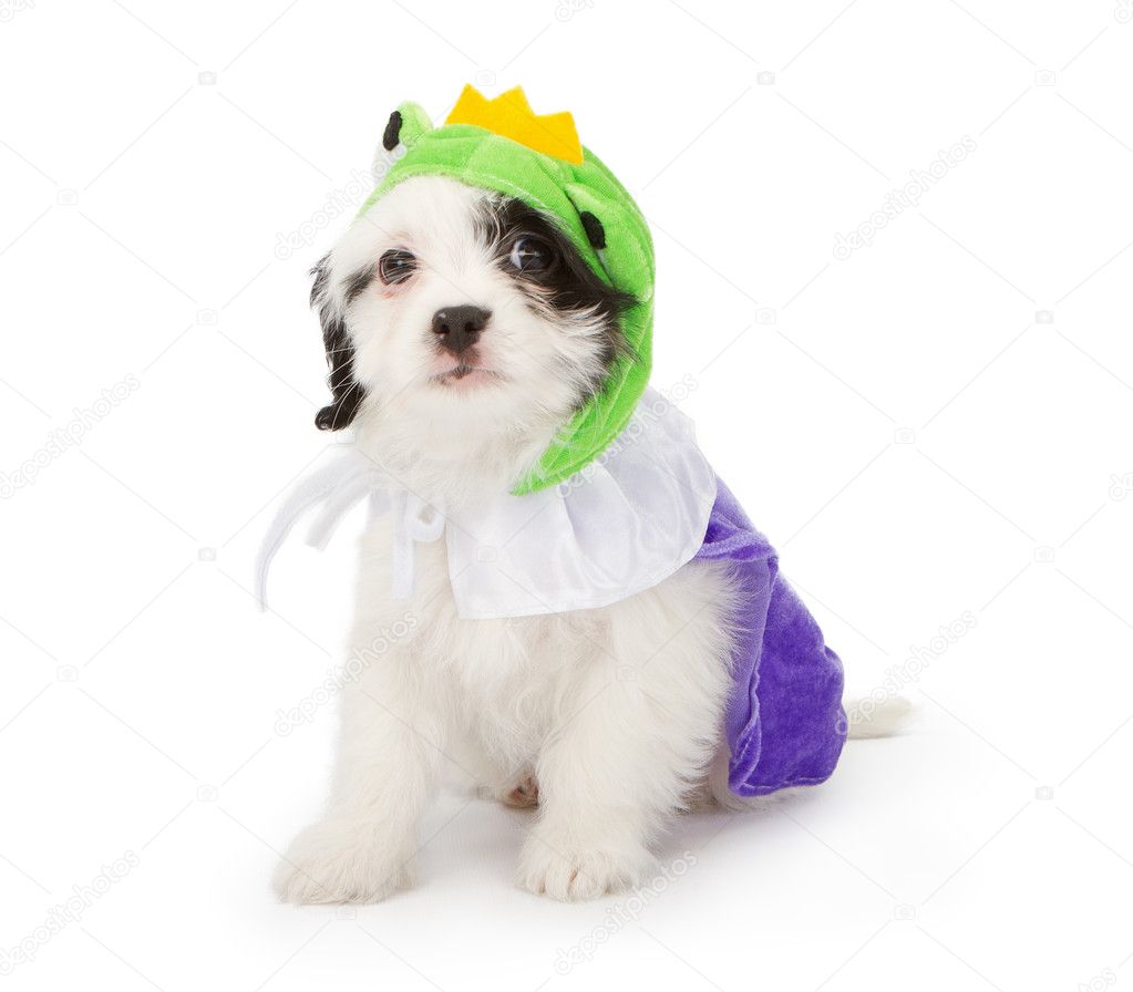 Puppies Wearing Costumes