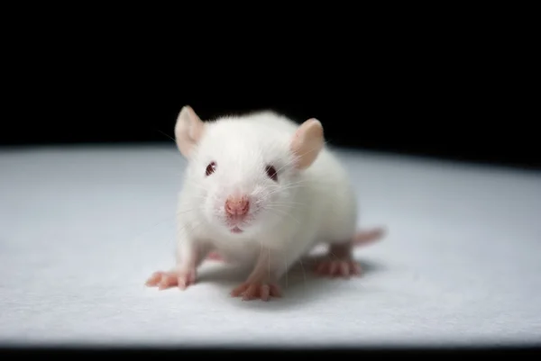 Baby albino rat on white paper in lab
