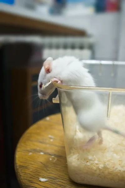 Laboratory rat peeking outside of bowl