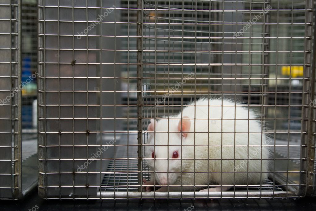 Лабораторную Крысу Содержали На Строгой Белковой Диете