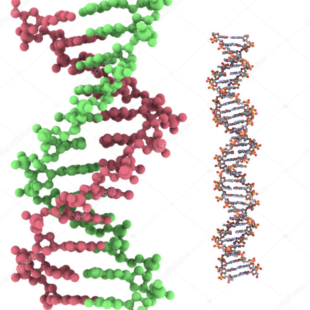 double helix model