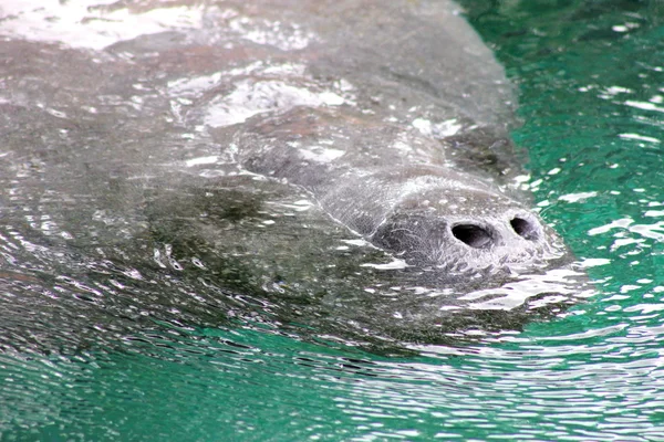 West Indian Manatee Breathing — Stock Photo #11369305
