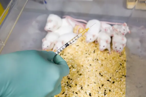 Scientist is going to vaccinate group of lab mice