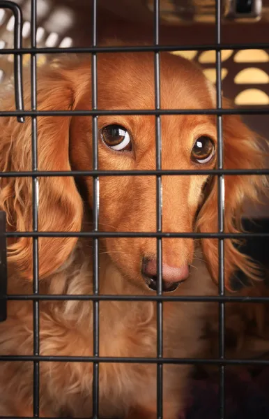 Dog in a cage.
