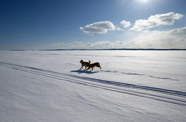 Two dogs running around the endless snow-covered field