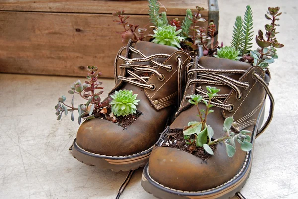 Succulents growing out of boots