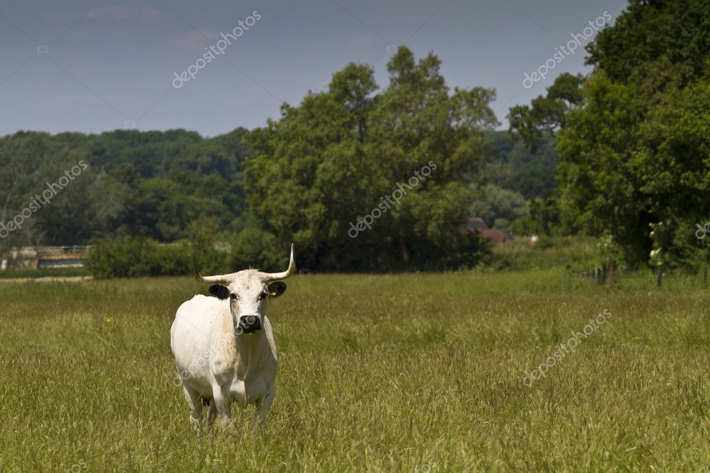 white park cow