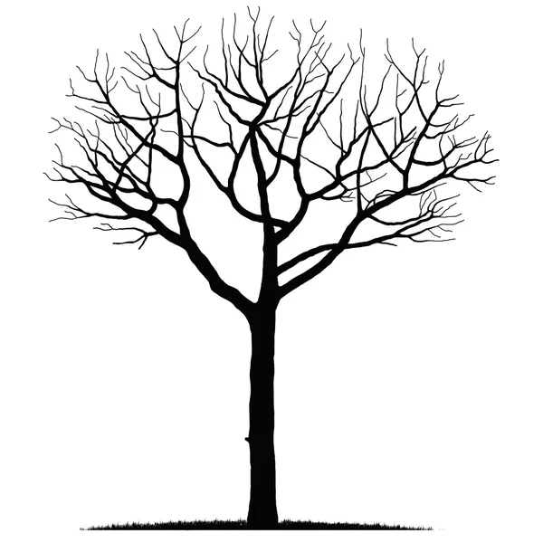 Bare Tree Outline