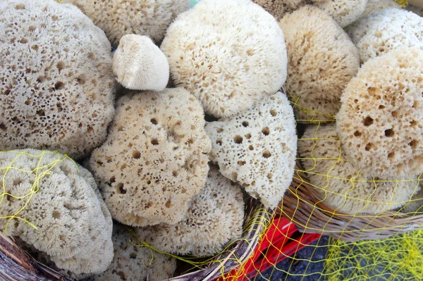 Marine sponges in the eastern market