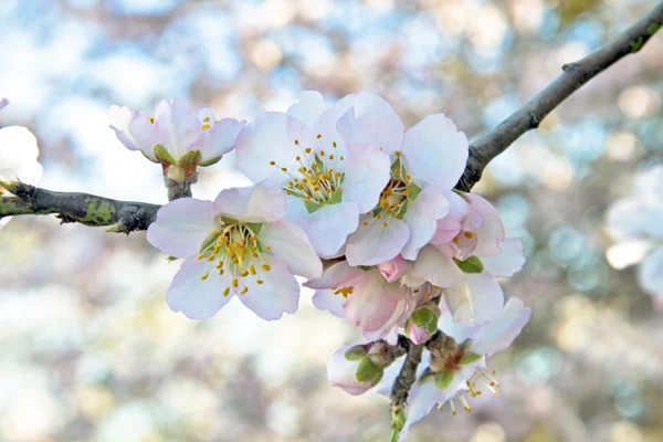 Blossoming almond flowers in springtime