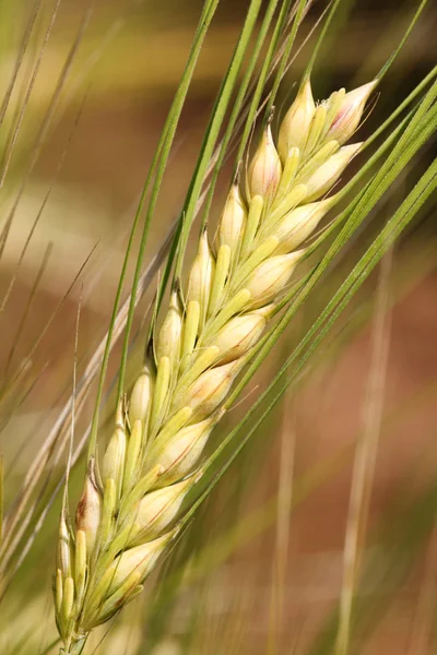 Barley - wheat.