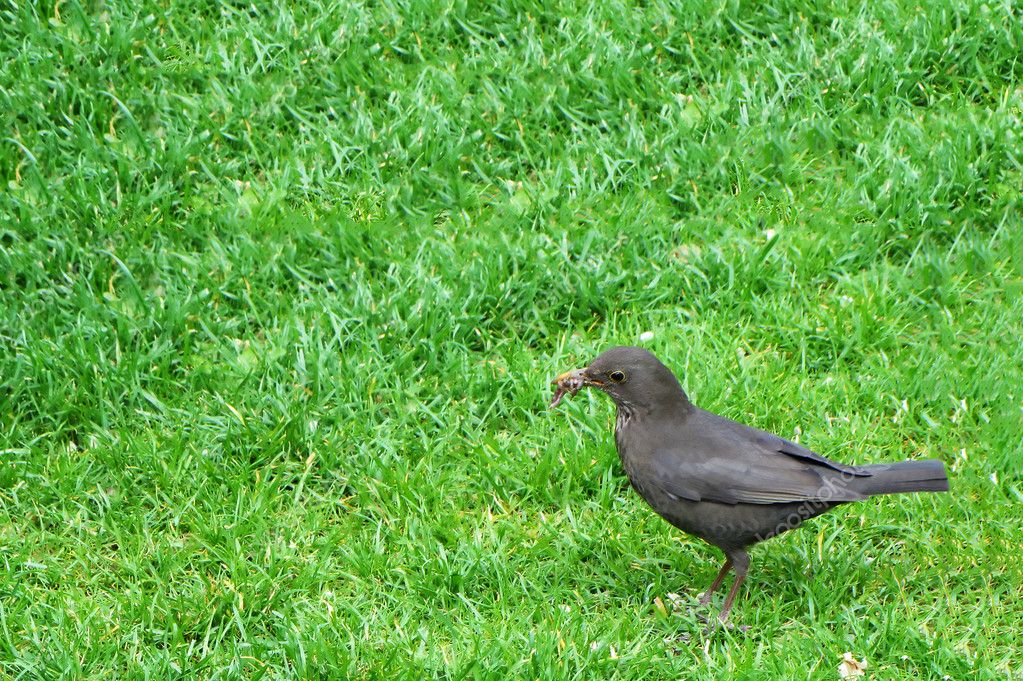 Bird eating worm — Stock Photo © madarakis #11420589